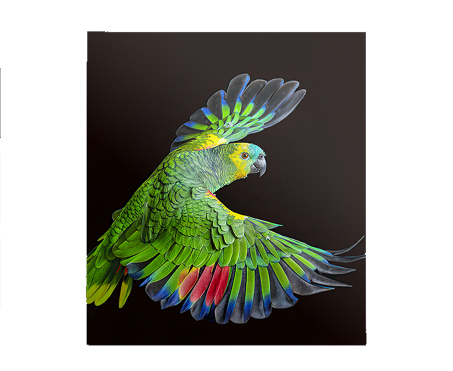 MAXHUB LED工程屏 H19Pro